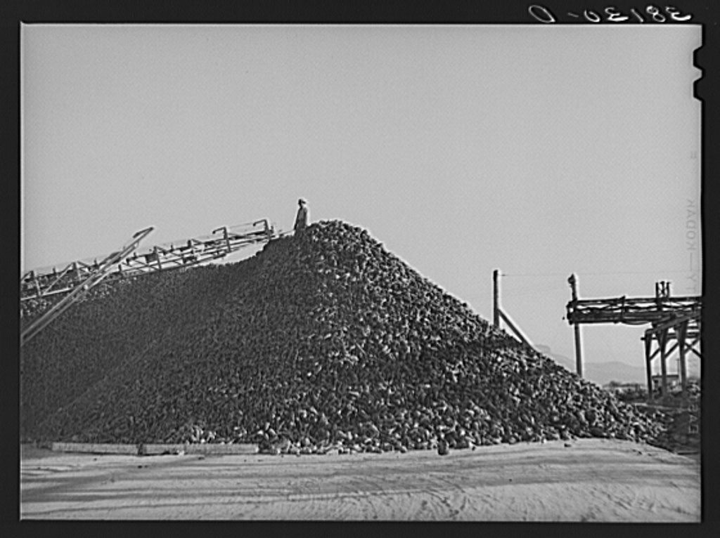 Sugar beets ready for processing at a plant in Lewiston, Utah.