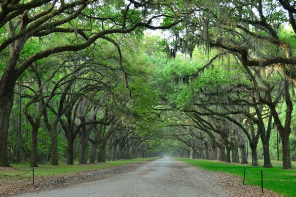 Wormsloe Historic Site tree canopy.