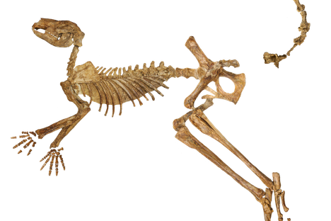A near-complete fossil skeleton of Protemnodon viator from Lake Callabonna, missing just a few bones from the hand, foot, and tail.
