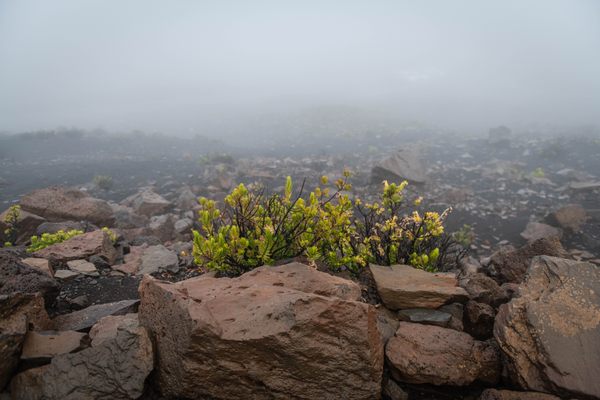 Beware the Legends Behind These National Park Souvenirs