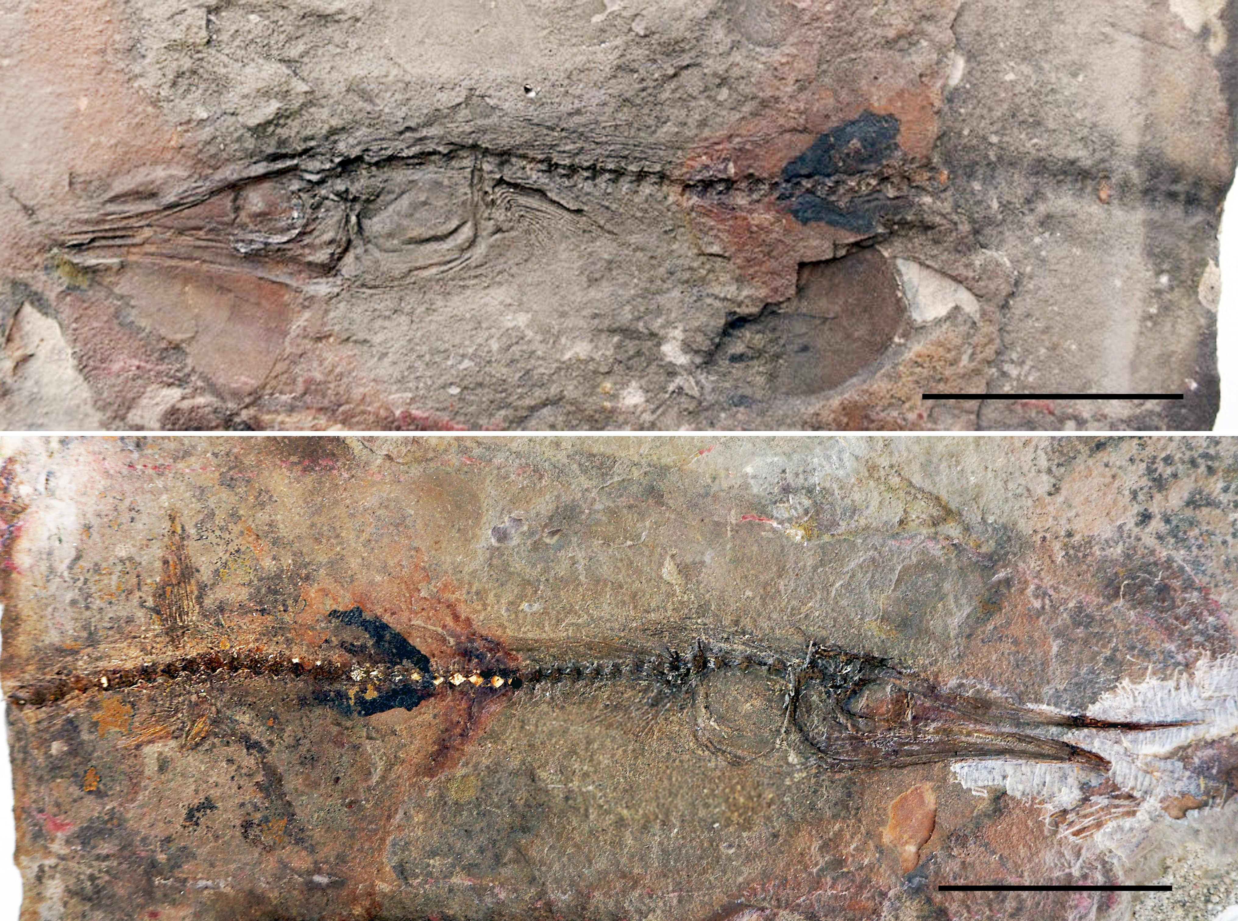 The two sides of a 90-million-year-old fossilized fish found in the flagstones at a Colombian monastery.