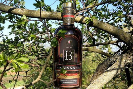 Biska in a tree where misteltoe has also found a host.
