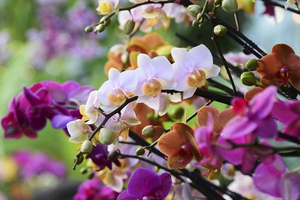 Orchid festivals such as this one at the Prince of Wales Conservatory are a "honey pot" for would-be thieves.