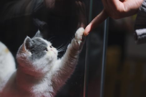 A kitten nips at a human's finger. 