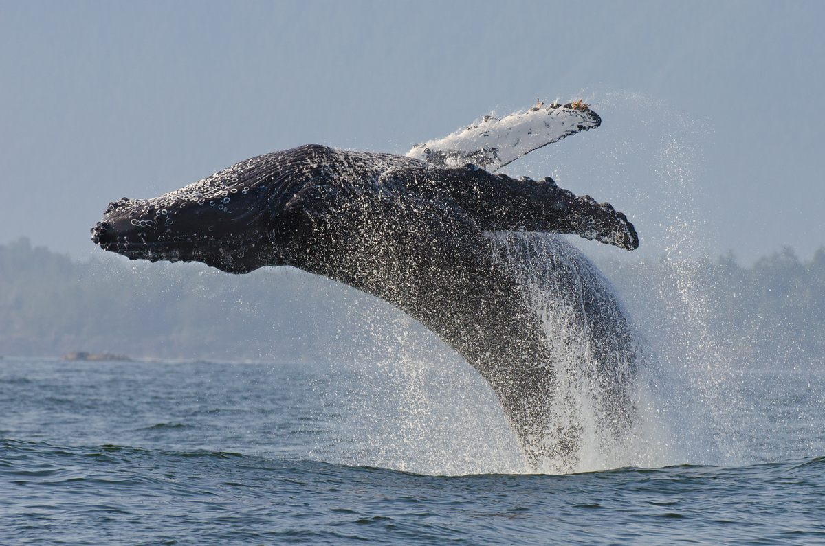 While working with a local wildlife guide in Vancouver Island, Canada, Gregory saw this humpback whale breach the surrounding waters.