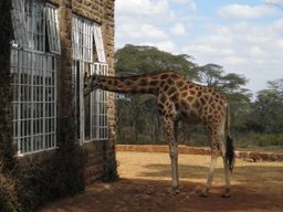 Giraffe eating breakfast with guests at Giraffe Manor