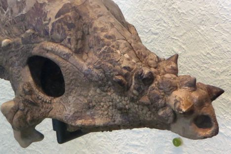 We now know what the missing teeth would have looked like at the front of this jaw.
