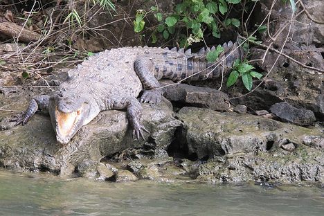 Crocodiles of Sumidero Canyon
