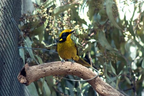 A helmeted honeyeater in captivity.