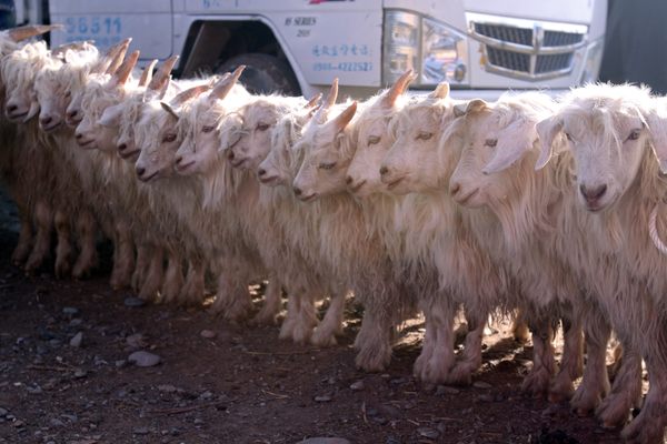 Goats lined up for sale.