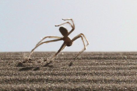 Why Thousands of New Animal Species Are Still Discovered Each Year