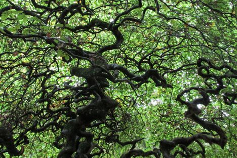 Dwarf beech trees, rife with legends and theories.