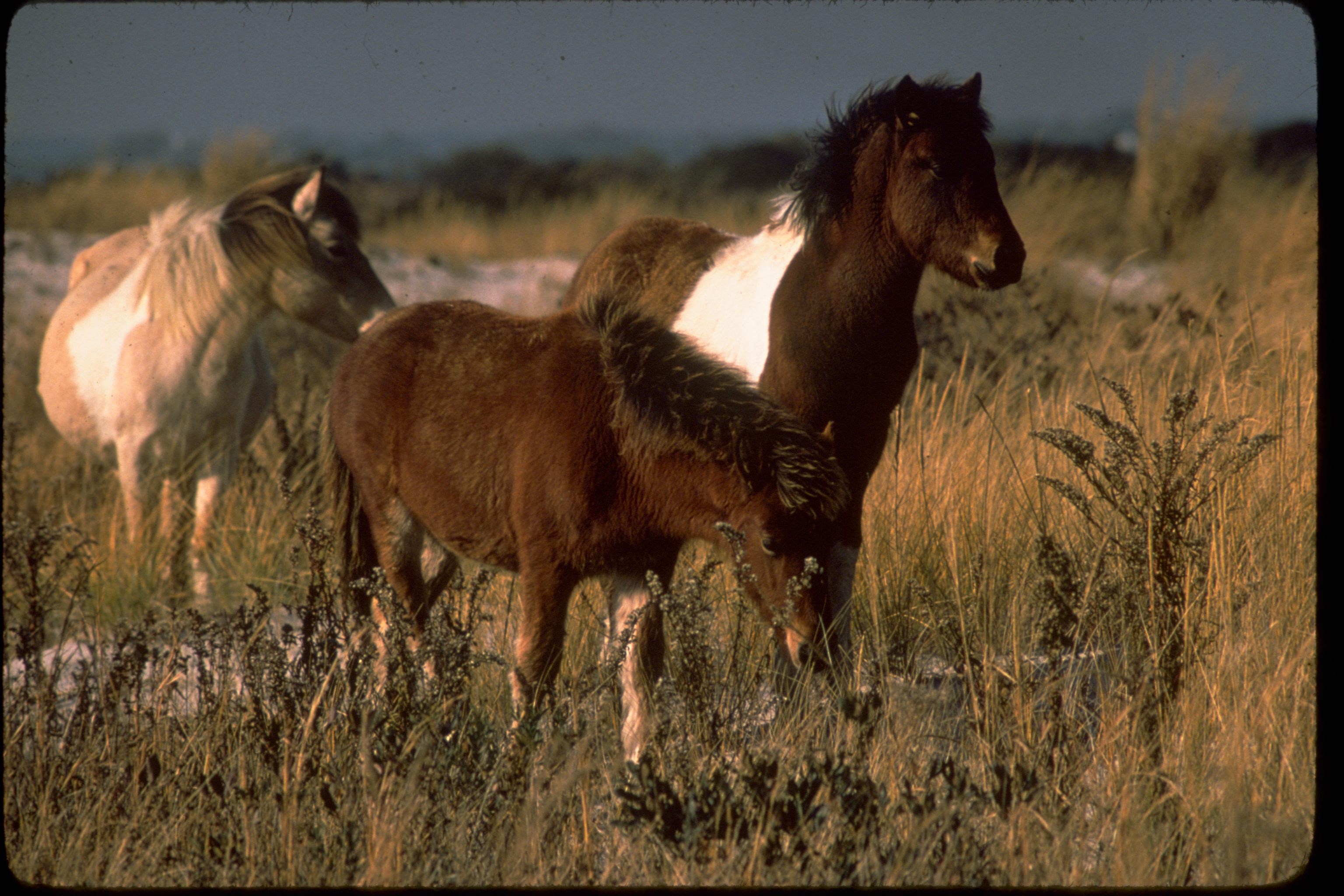 During the annual Chincoteague Pony Swim, “saltwater cowboys” herd the wild horses across Assateague Channel during low tide.