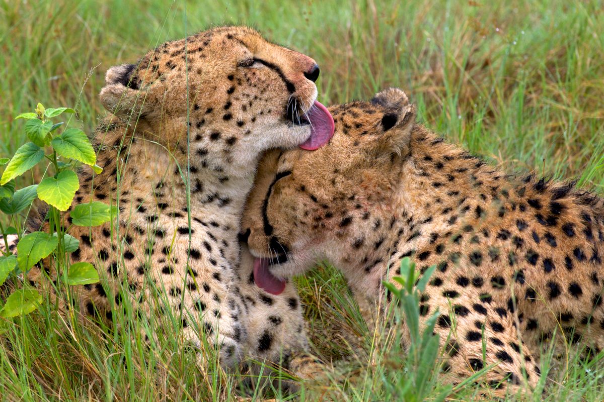 Prieš Mace'o darbą populiarūs gyvūnai, tokie kaip gepardai, buvo labiau linkę į Raudonąjį sąrašą, nei mažiau charizmatiškos, tačiau ekologiškai svarbios rūšys.