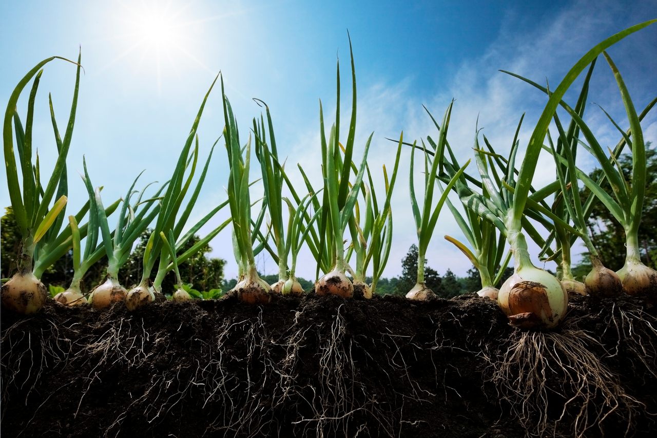 Onion calendars date back to the Middle Ages, when onions and other root vegetables were used by farmers to predict precipitation for the year ahead. 