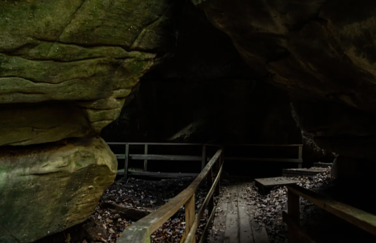 The Canyon is also said to be home to the world's largest Deumaria vine.