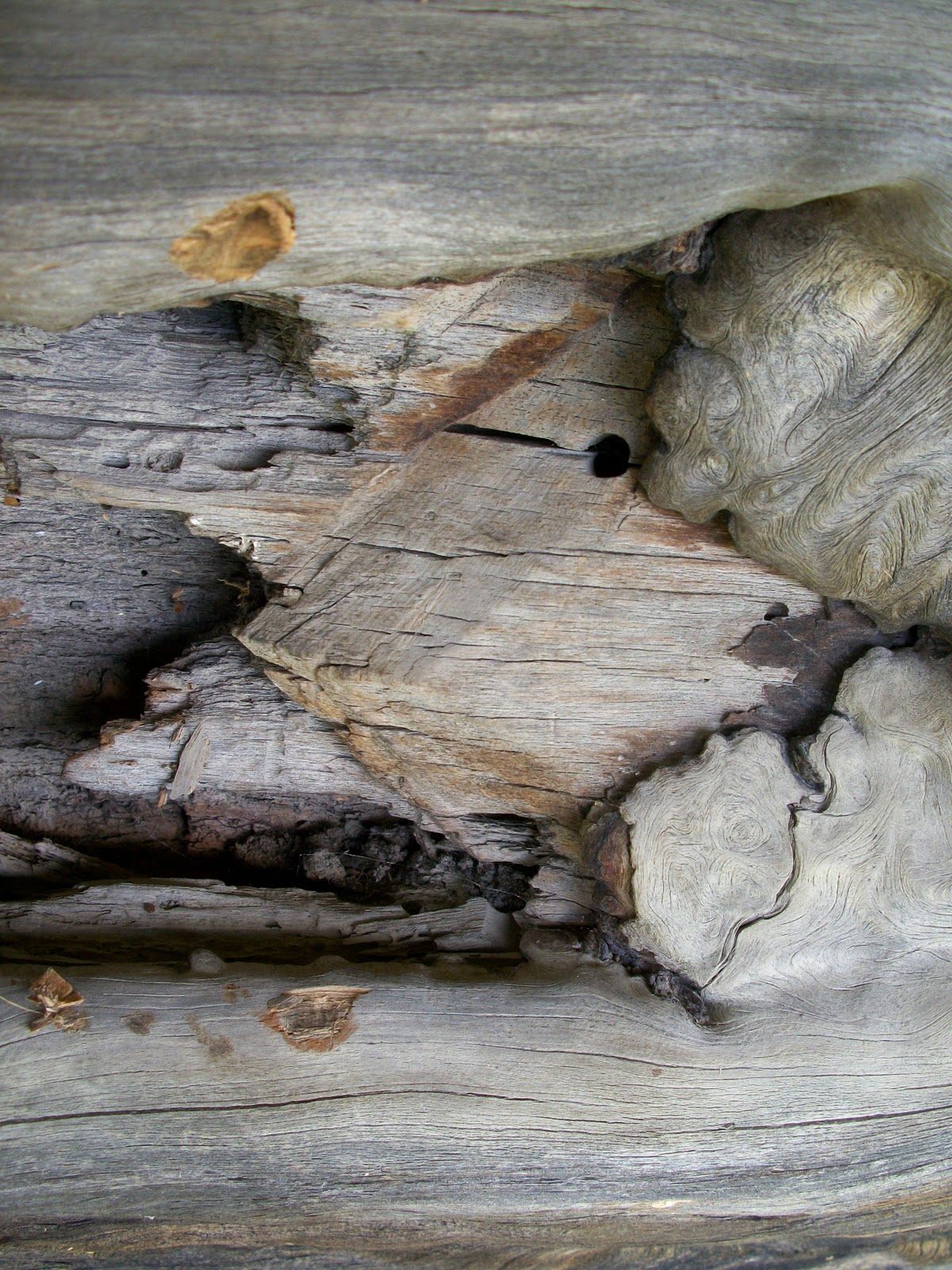 The broad arrow, designating property claimed for the King of England, is barely visible on a section of king pine on display at a logging museum in Ashland; only the outer two marks of the three-slash symbol remain, and point to the right.