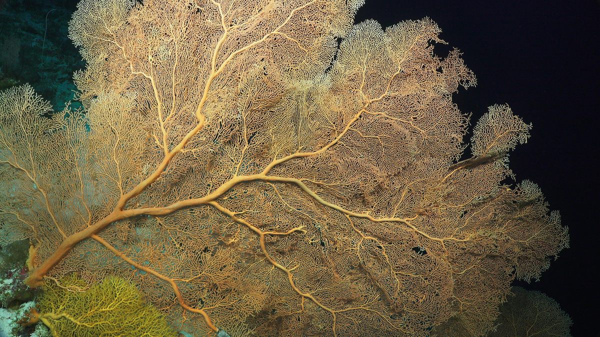 Fan corals known as gorgonians spread wide to maximize their surface area for feeding. While corals in shallow reefs reap abundant energy from their symbiotic algae photosynthesizing in the sun, in deeper, darker water some corals feed on small plankton or organic particles floating by. For this reason, fan corals can grow quite big—up to 10 or 12 feet across, says Tom Bridge, senior curator of corals at the Queensland Museum—and favor areas with speedy currents.
