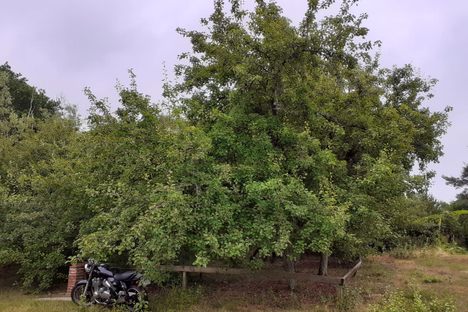 The Shoemaker's Pear Tree