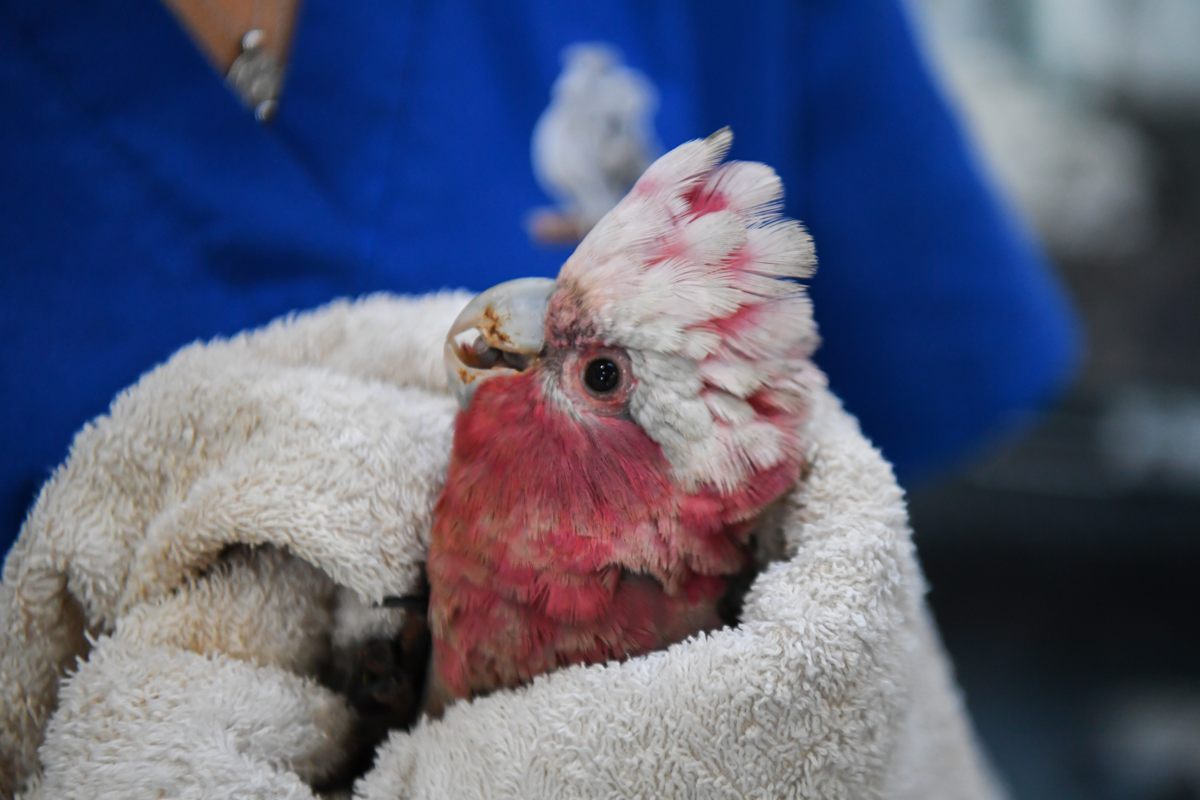 The galah swaddled in a towel.