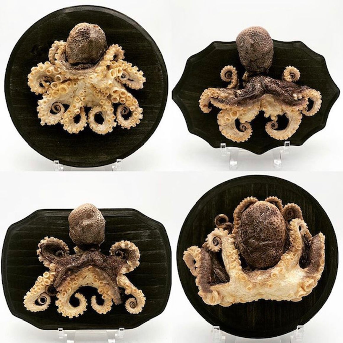 Samples of octopus taxidermy.
