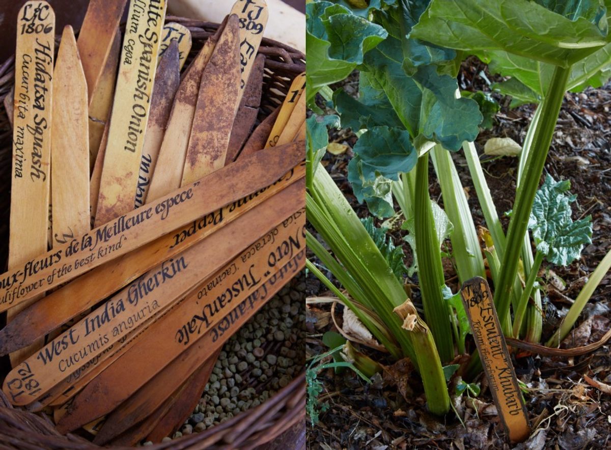 Monticello uses hand-written wooden stakes to identify plants in the gardens. The “TJ” notes that the variety was grown at Monticello during Jefferson’s lifetime.