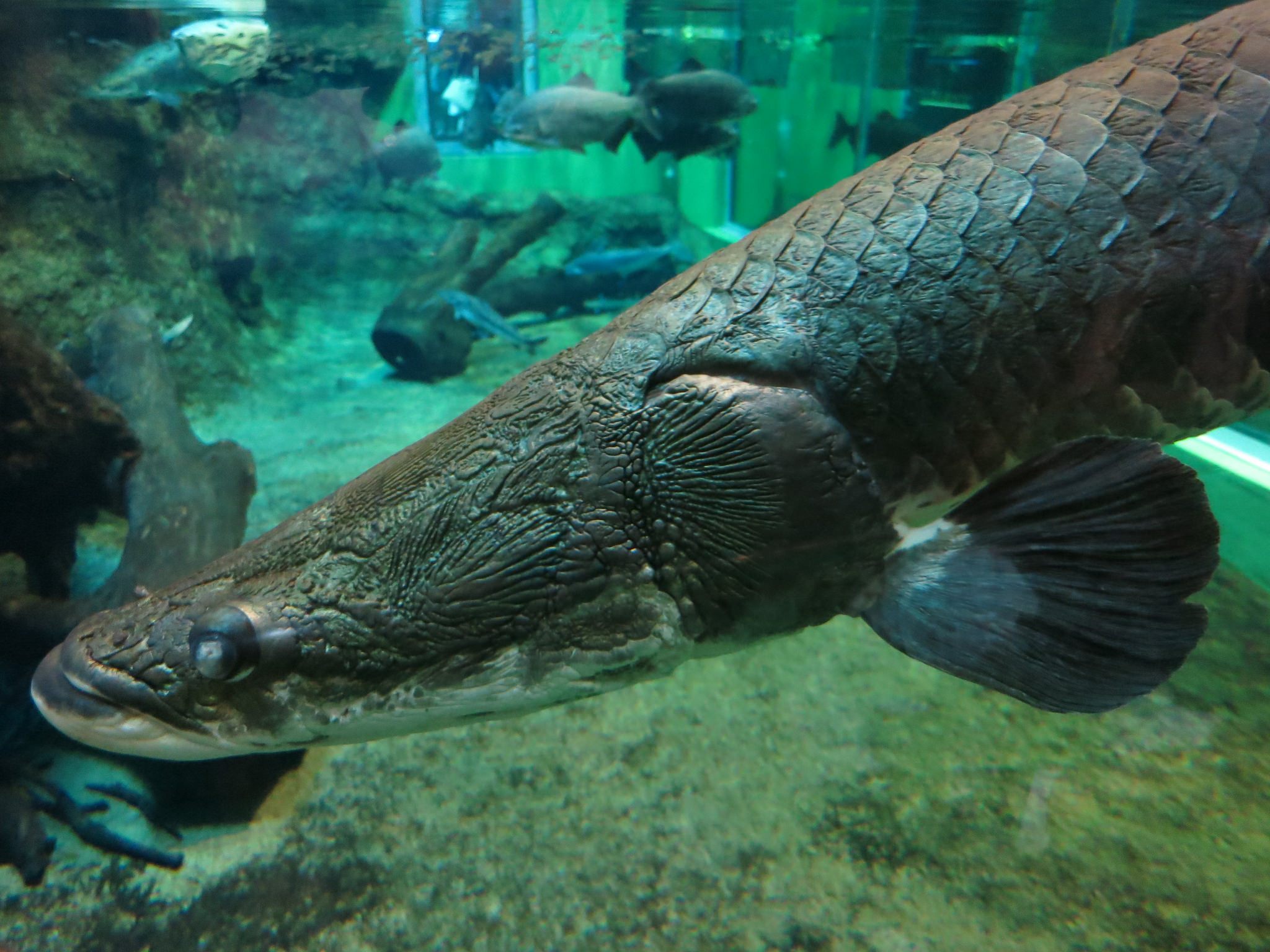<em>Pirarucu</em>, also known as <em>paiche</em>, are massive Amazonian river fish.
