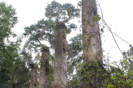 Verdura Plantation