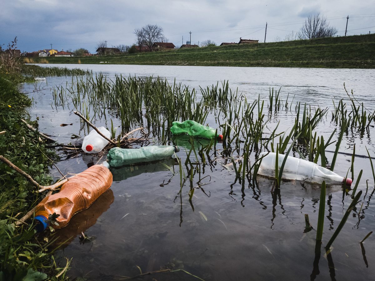 It's sadly common for animals to encounter plastic pollution in watery ecosystems.