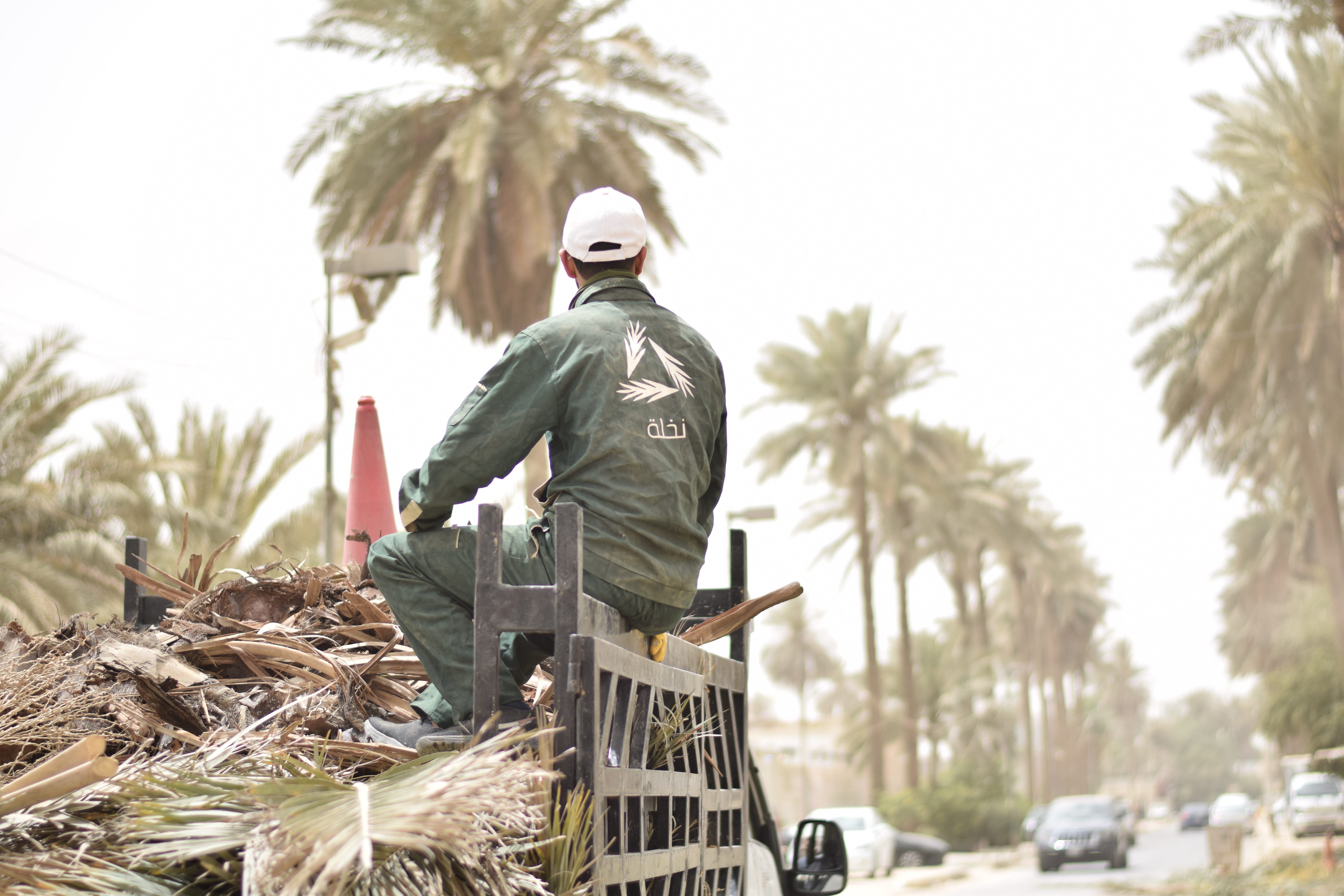 The company also provides tree-care services to keep palms thriving. 