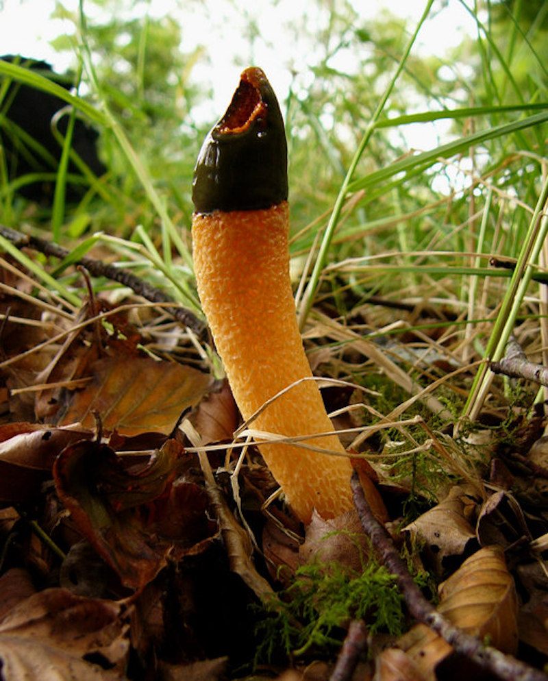 <em>Mutinus caninus</em> is also known as the "dog stinkhorn."