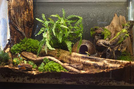 Black Jungle Terrarium Supply