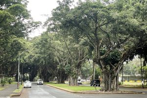 Cecil B. de Mille's Tree on Banyan Drive, among others