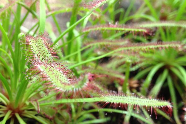 The Sundew uses hundreds of sticky dewdrops to catch bugs