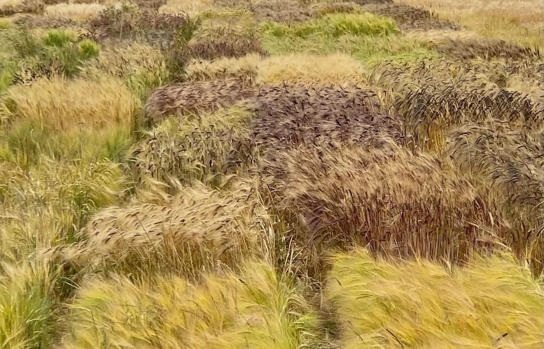 Growing different grains together in the Skagit Valley helps pinpoint which ones are the hardiest.
