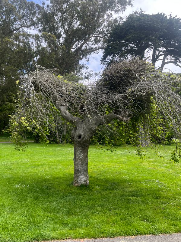 San Francisco's Top 10 Trees — San Francisco Trees