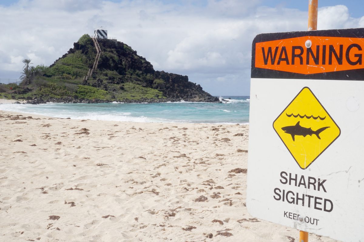A shark sighting sign posted by lifeguards at Pyramid Rock Beach in Oahu, Hawaiʻi.