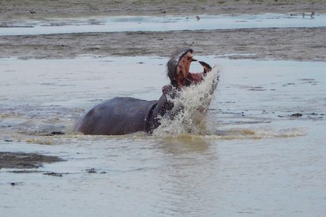 Hippopotamus