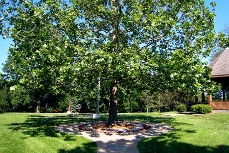 Quietly Growing Among Us, These Trees Flew to the Moon and Back
