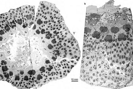 A cross-section of an ancient tree fossil shows a much more complicated structure than the rings we know today. 