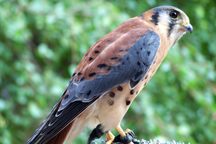 A kestrel falcon nursed back to health by the Cascades Raptor Center.