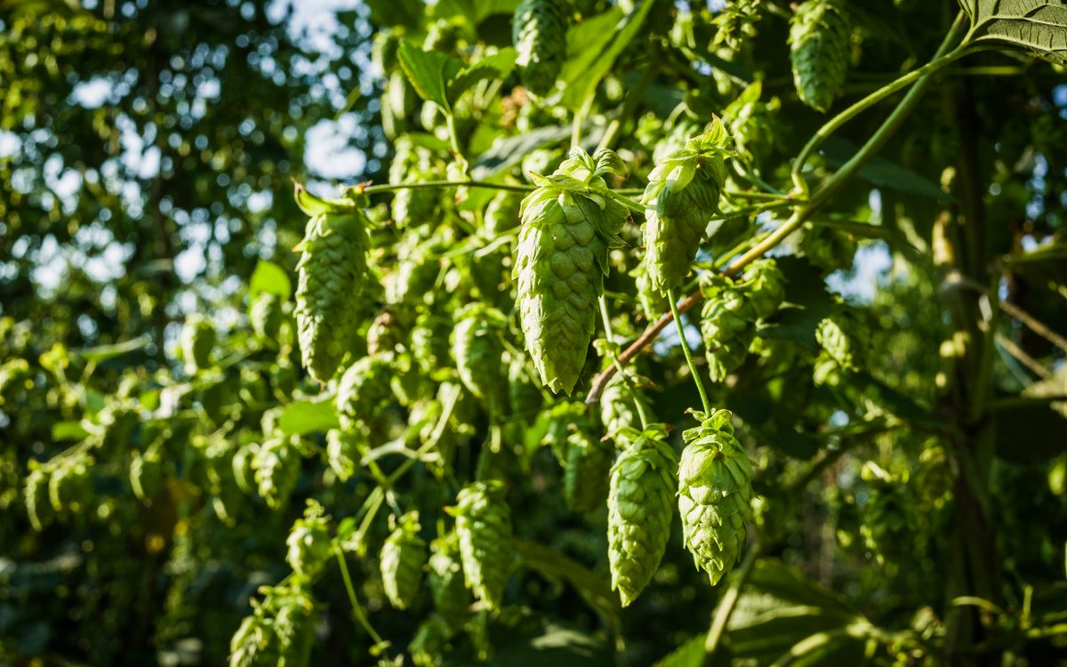 Brewers and drinkers of beer are familiar with hop cones, pictured here.