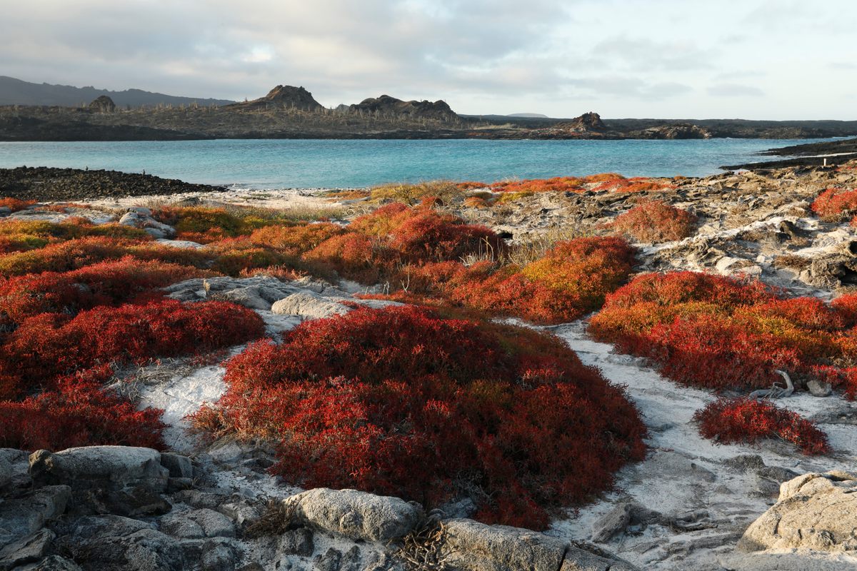 Bartolomé Island has vibrant colors above the waters, in addition to below them.