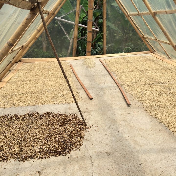 Coffee beans being dried.