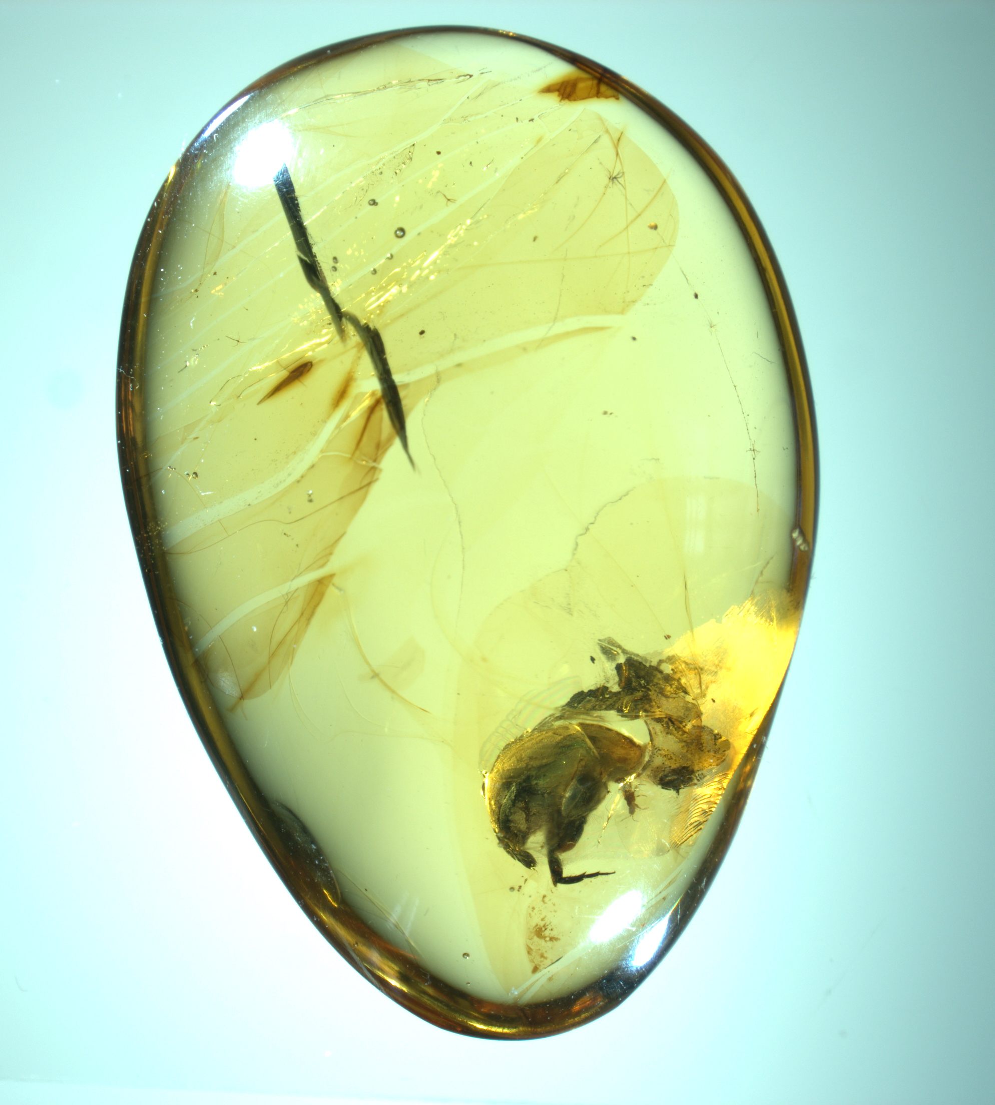 Found: Pollen on a 99-Million-Year-Old Beetle, in Amber - Atlas Obscura