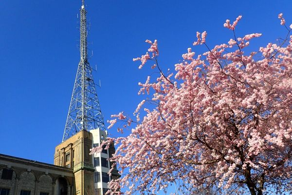 The transmitter mast with a cherry tree in the foreground.