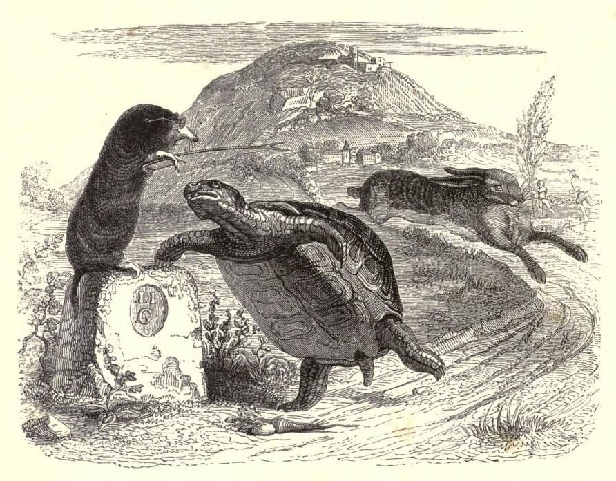 An illustration from 1855 of <em>The Tortoise and the Hare</em>.