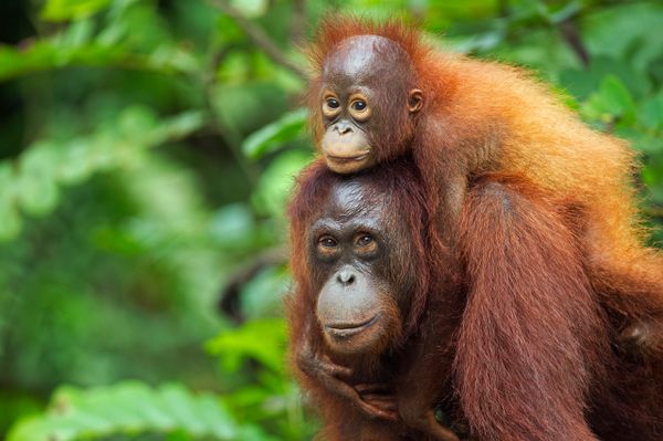 A female orangutan and her three-year-old offspring from Central Kalimantan, Borneo; primatologists found the primates reduced social interaction in the wake of destructive fires.