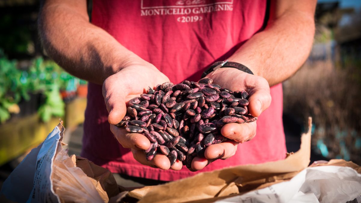 Scarlet Runner Beans are a variety of arbor bean cultivated in the Monticello vegetable garden.