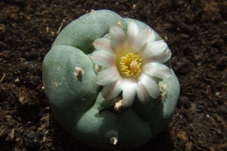 The peyote cactus is cute as a button.